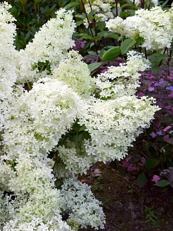 Гортензия метельчатая Dentelle de Gorron