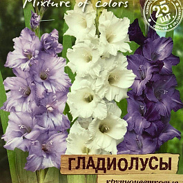 Гладиолус крупноцветковый Сиреневая даль