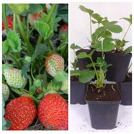 Земляника садовая Крымская ремонтантная НАБОР 5ШТ