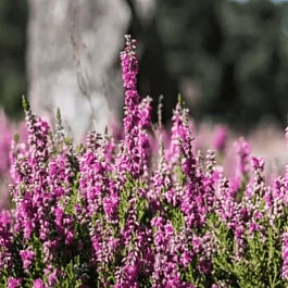 Вереск обыкновенный Linda