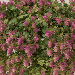 Душица круглолистная Kirigami