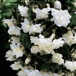 Бегония Pendula White