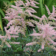 Астильба простолистная Hennie Graafland