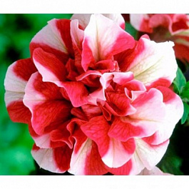 Петуния махровая Дуо Ред энд Вайт