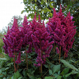 Астильба китайская Вижнс ин Ред НАБОР 2ШТ (1+1)