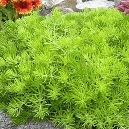 Очиток гибридный Winter Lemon