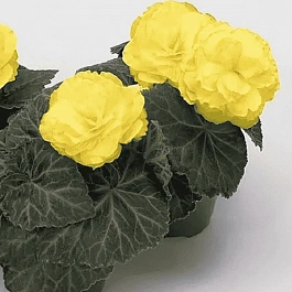 Бегония клубневая Non Stop Mocca Yellow
