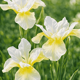 Ирис сибирский Moon Silk