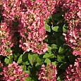 Гортензия метельчатая Magical Fire