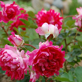 Роза Раффлс флорибунда Романтик Раффлс