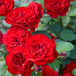 Роза флорибунда Лаваглют