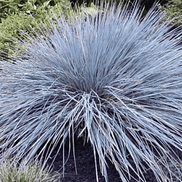 Овсец вечнозеленый Saphirsprudel