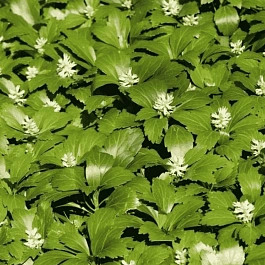 Пахизандра верхушечная Green Carpet