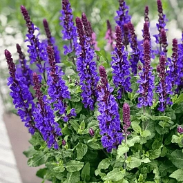 Шалфей дубравный Marvel Dark Blue 