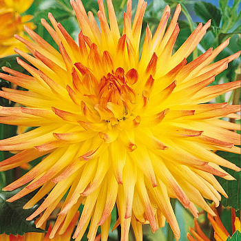 Георгина Кактусовая Спассмахер