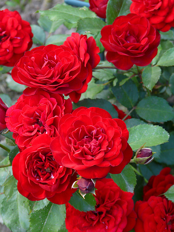 Роза флорибунда Лаваглют