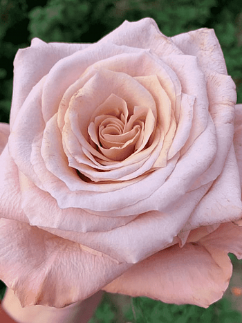 Роза чайно-гибридная  Shimmer