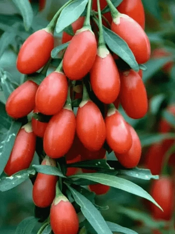 Годжи обыкновенная №1