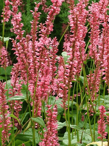 Горец стеблеобъемлющий Orangefield