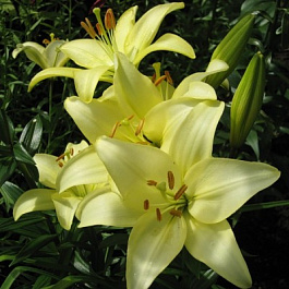 Лилия ла-гибрид Роял Фэнтези