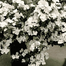 Гортензия ампельная Runaway Bride