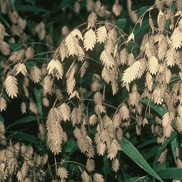 Хасмантиум широколистный