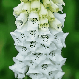 Наперстянка пурпурная Alba