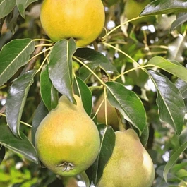 Груша Елена