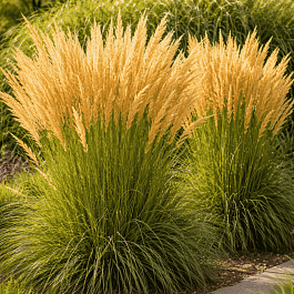 Вейник остроцветковый Karl Foerster