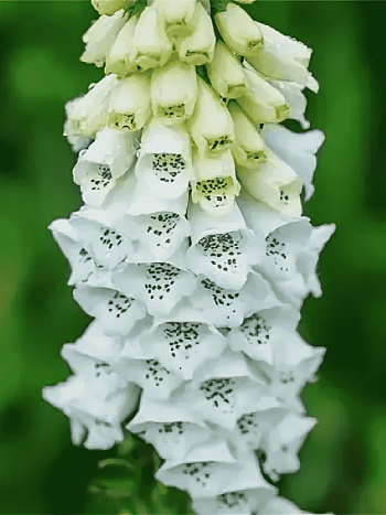 Наперстянка пурпурная Alba