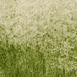 Щучка дернистая Tautrager