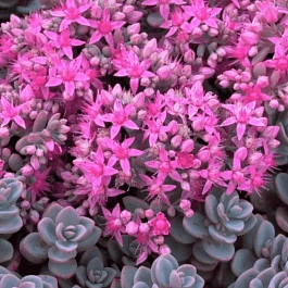 Очиток голостебельный Sakhalin