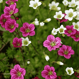 Камнеломка Арендса Mix