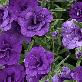 Калибрахоа махровая M.F. Neo Double Blue