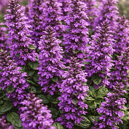 Живучка ползучая Midnight Mystery