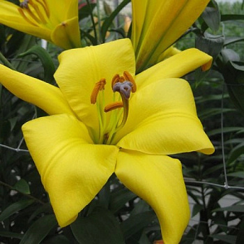 Лилия трубчатая Йеллоу Планет