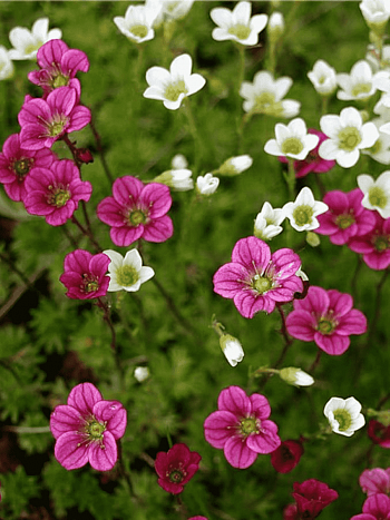 Камнеломка Арендса Mix