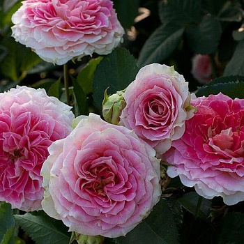 Роза плетистая Цезарь