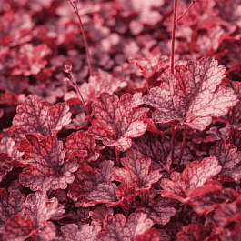 Гейхера  Rachel