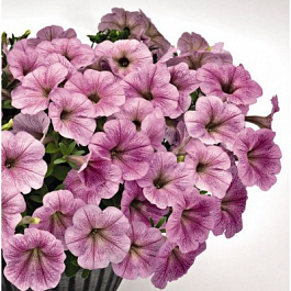 Петуния ампельная Саксесс Сильвер Вейн