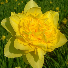 Нарцисс махровый Дабл Форчун