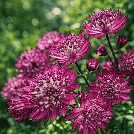 Астранция большая Primadonna