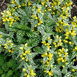 Яснотка зеленчуковая