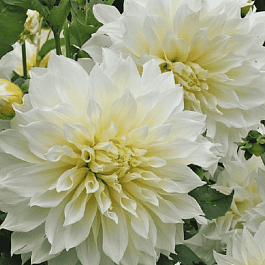 Георгина Fleurel