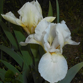 Ирис карликовый Lilly White
