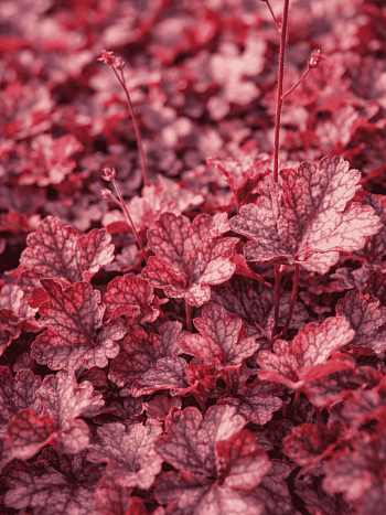 Гейхера  Rachel