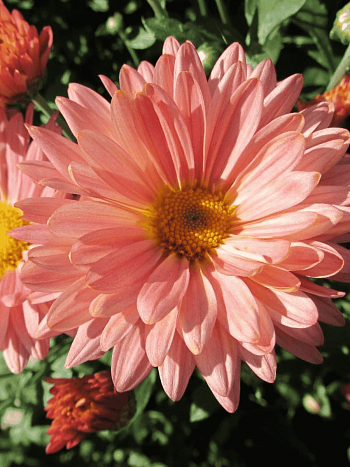 Хризантема корейская Анастасия