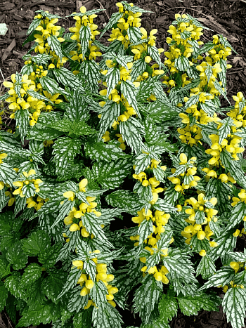 Яснотка зеленчуковая