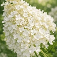 Гортензия метельчатая Grandiflora