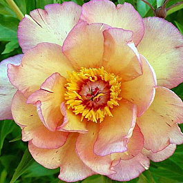 Пион ИТО Сингинг ин зе Рейн